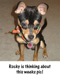 rocky